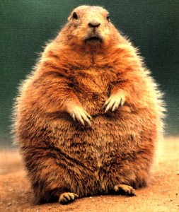 groundhog-enorme-toute-grosse-253x300