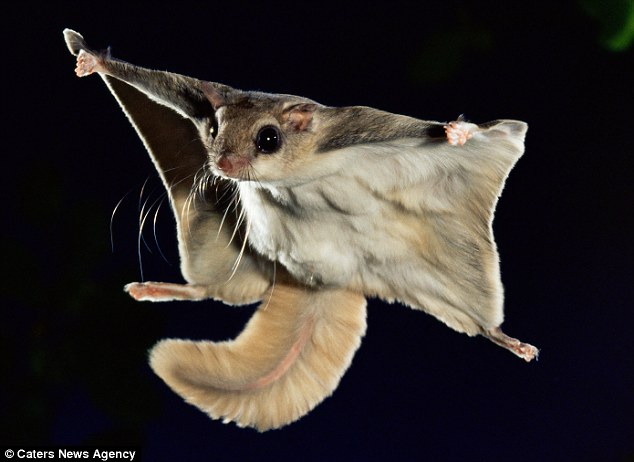 Flying Squirrel 1